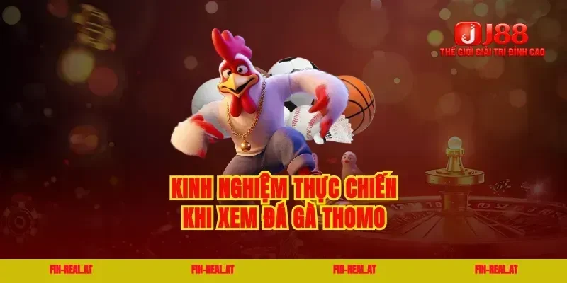 Kinh nghiệm thực chiến khi xem đá gà thomo