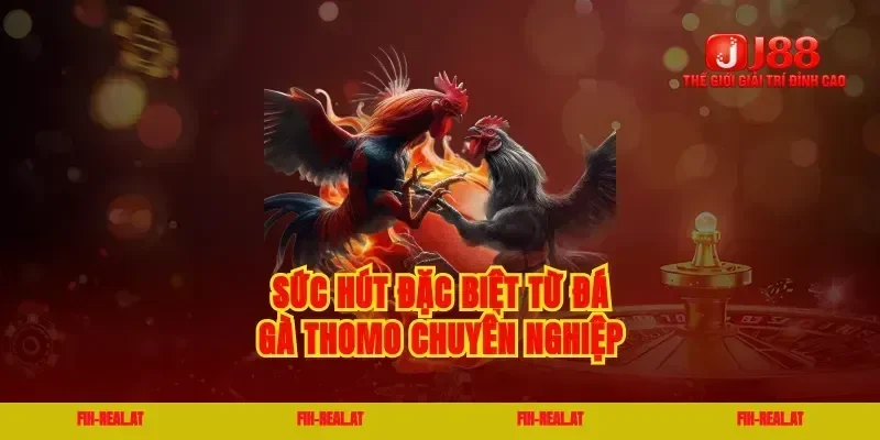 Sức hút đặc biệt từ đá gà thomo chuyên nghiệp