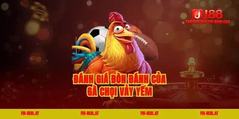 Đánh giá đòn đánh của gà chọi vảy yếm