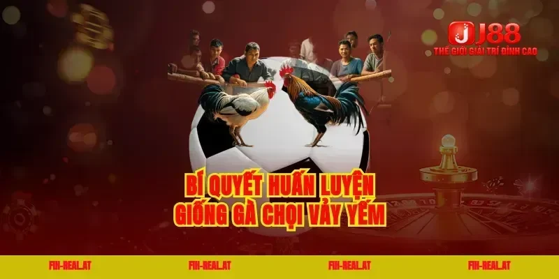 Bí quyết huấn luyện giống gà chọi vảy yếm