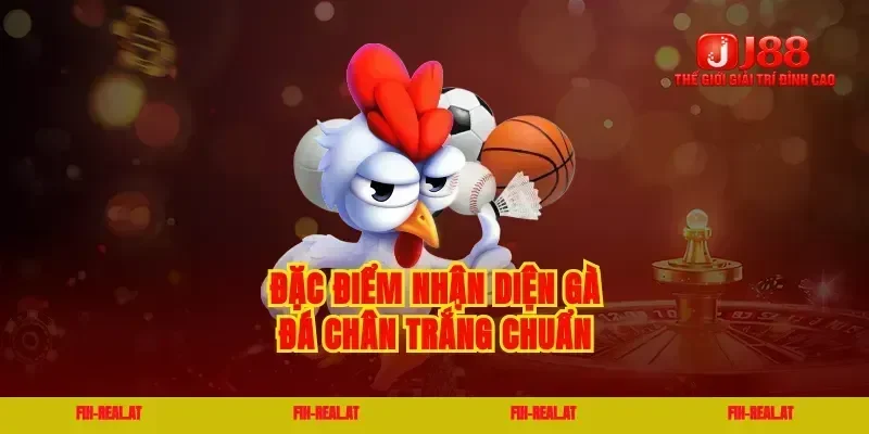 Đặc điểm nhận diện gà đá chân trắng chuẩn