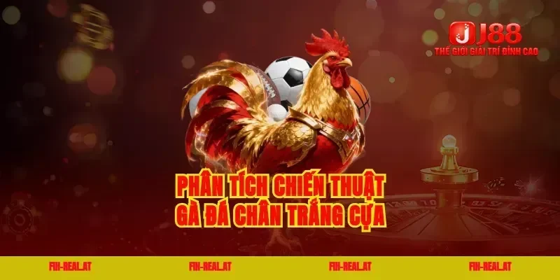 Phân tích chiến thuật gà đá chân trắng cựa