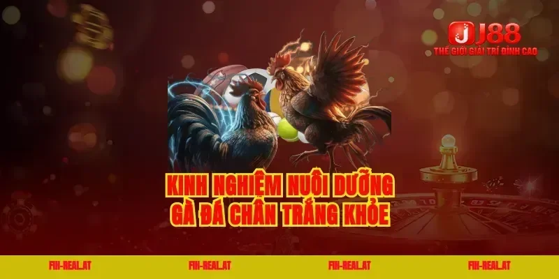 Kinh nghiệm nuôi dưỡng gà đá chân trắng khỏe