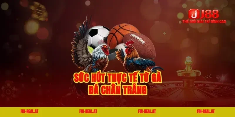 Sức hút thực tế từ gà đá chân trắng
