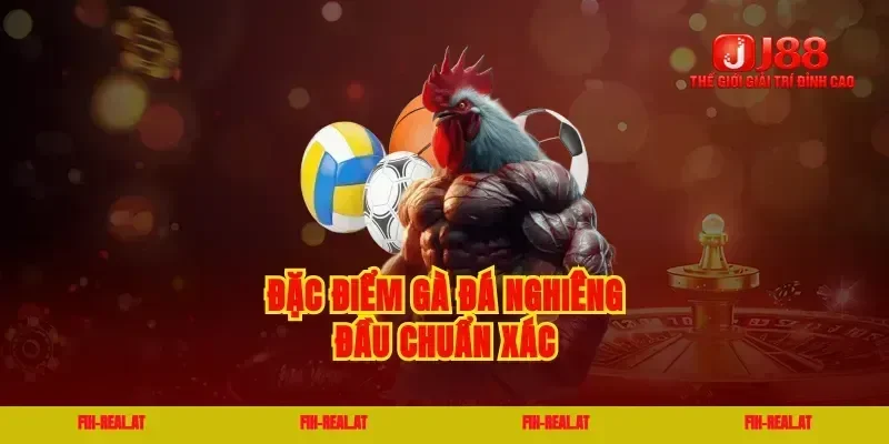 Đặc điểm gà đá nghiêng đầu chuẩn xác