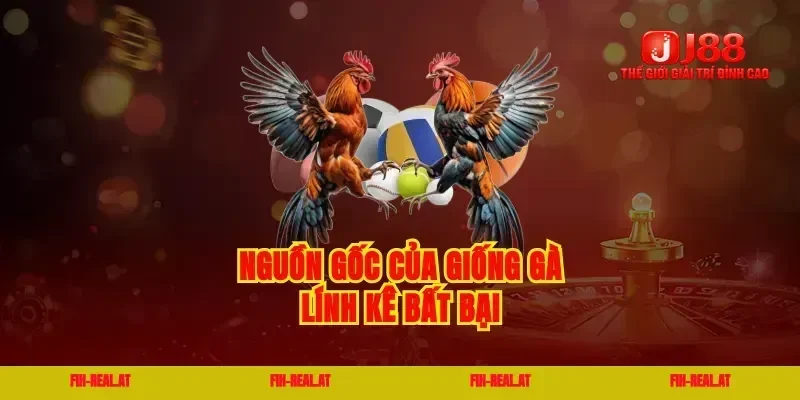 Nguồn gốc của giống gà lính kê bất bại