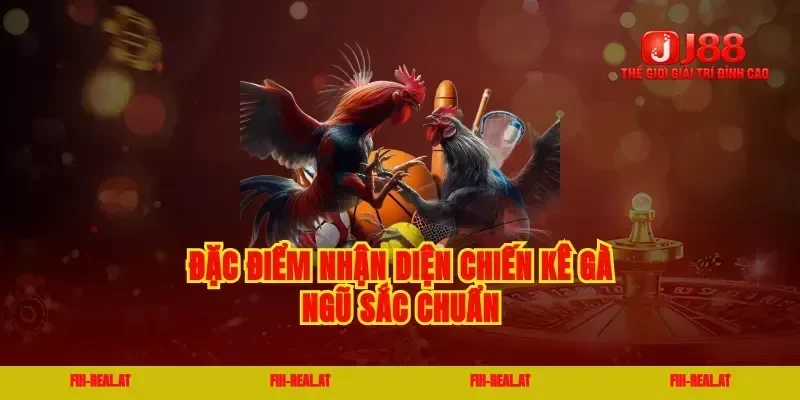Đặc điểm nhận diện chiến kê gà ngũ sắc chuẩn